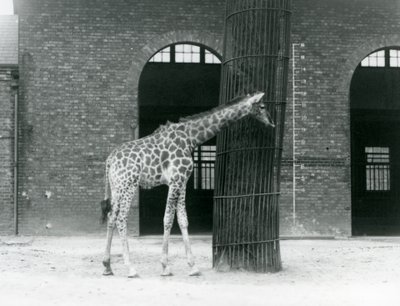 木の前に立つ若いメスのキリン（ロンドン動物園、キリン舎横のパドックにて 作： Frederick William Bond