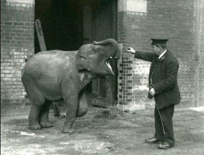 1922年2月22日、ロンドン動物園のキーパーH.ロバートソンと一緒の若い女性のインド象 作： Frederick William Bond