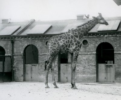 ロンドン動物園のキリン舎の前のパドックに立つ若いオスのキリン 作： Frederick William Bond