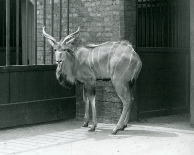 1929年、ロンドン動物園で囲いの中に立つグレーター・クドゥの若いオス（モノクロ写真 作： Frederick William Bond