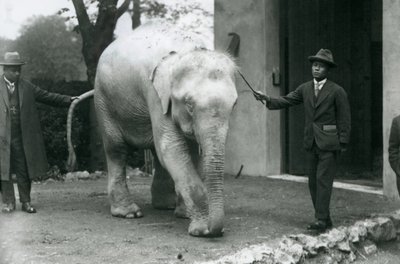 1926年5月、ロンドン動物園のソーポーミン博士を含むアルビノホワイトビルマエレファントパワ 作： Frederick William Bond