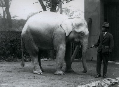 AlbinoWhite Elephant PawahとSaw Po Min博士、ロンドン動物園、1926年5月 作： Frederick William Bond
