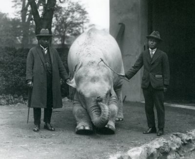 AlbinoWhite Elephant Pawah with Dr. Saw Po Min and Son、ロンドン動物園、1926年5月 作： Frederick William Bond