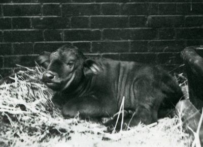 1927年2月8日ロンドンの動物園でわらに寝転んで1927年2月8日に動物園で生まれたアフリカンケープバッファローの子牛 作： Frederick William Bond