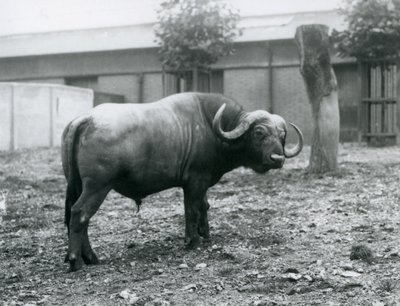 1927年にロンドン動物園のパドックに立っているアフリカンバッファローまたはケープバッファロー 作： Frederick William Bond