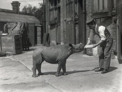 1928年9月、ZSLロンドン動物園でのアフリカのサイ、キャスリーン、および飼育係のハリーワリック 作： Frederick William Bond