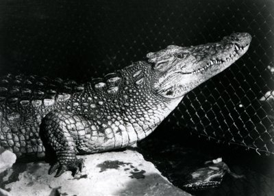 1924年9月にロンドン動物園でアメリカのワニ 作： Frederick William Bond
