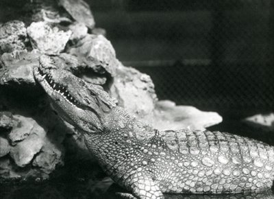 プールで休んでいるアメリカアリゲーター、プール脇の岩で見上げている（ロンドン動物園 作： Frederick William Bond