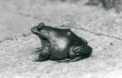 アメリカのウシガエル、ロンドン動物園、1925年 作： Frederick William Bond