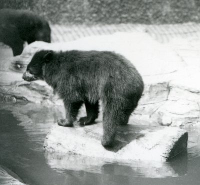 アンデス山脈のクマが水たまりのログでバランスをとる、ロンドン動物園、1925年6月 作： Frederick William Bond