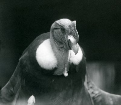 1926年にロンドン動物園でアンデスコンドル 作： Frederick William Bond