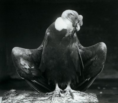 丸太で休むアンデスコンドル、ロンドン動物園、1925年 作： Frederick William Bond