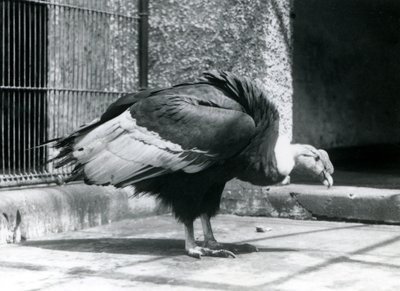 1925年7月にロンドン動物園の囲いの床に立っているアンデスハゲワシ 作： Frederick William Bond