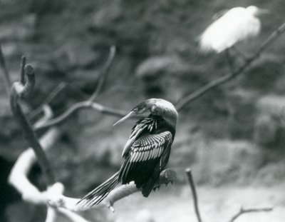 1927年9月にロンドン動物園の枝に座っているAnhingaAmerican DarterSnakebirdWater Turkey 作： Frederick William Bond