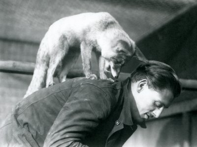 1925年ロンドン動物園で、仰向けに立ったまま、仰向けに立っているアラビアレッドフォックスがキーパーF.シェリーの肩越しに見つめています。 作： Frederick William Bond