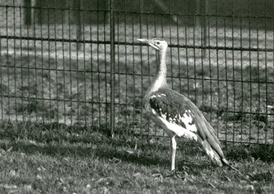 1924年にロンドン動物園の囲い地に立っているアラビアンバスタード 作： Frederick William Bond