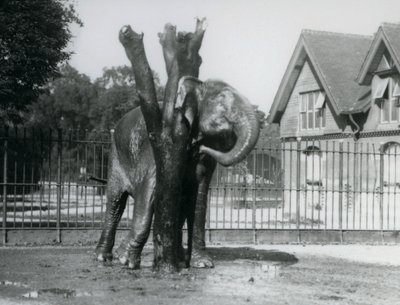 囲いの中で、耳の後ろを掻くアジアゾウ（ロンドン動物園 作： Frederick William Bond