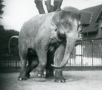 枯れ木に体当たりするアジアゾウ（ロンドン動物園 作： Frederick William Bond