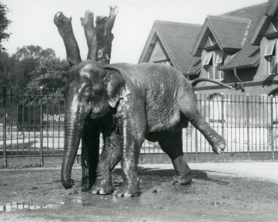 3本足でバランスを取りながら、枯れ木に体を引っ掛けるアジアゾウ（ロンドン動物園 作： Frederick William Bond