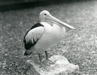 1929年、ロンドン動物園の石の上に立つオーストラリアン・ペリカン（モノクロ写真 作： Frederick William Bond