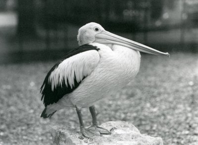 1929年、ロンドン動物園の石の上に立つオーストラリアン・ペリカン（モノクロ写真 作： Frederick William Bond
