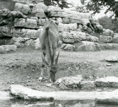 1929年、ロンドン動物園のアンテロープ・パドックで草を食むイーランド（モノクロ写真 作： Frederick William Bond