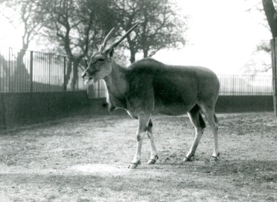 1925年6月にロンドン動物園のパドックにいるエランド 作： Frederick William Bond
