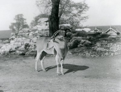 1929年、ロンドン動物園のパドックに立つイーランド（モノクロ写真 作： Frederick William Bond