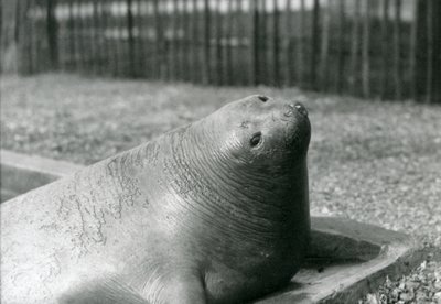 1930年、ロンドン動物園のプールで休むゾウアザラシ（モノクロ写真 作： Frederick William Bond