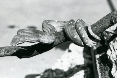枝に巻きついたエメラルドツリーボア（ロンドン動物園、1928年10月）（モノクロ写真 作： Frederick William Bond