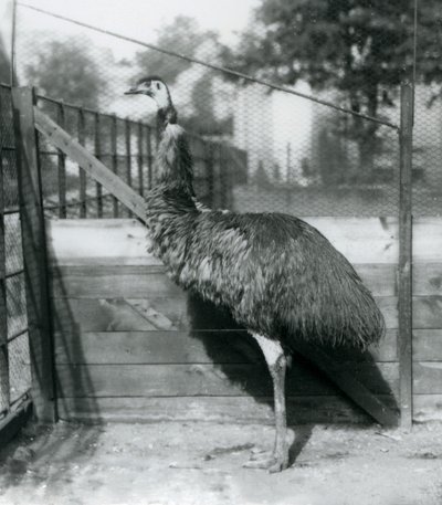 1927年9月のロンドン動物園のエミュー 作： Frederick William Bond