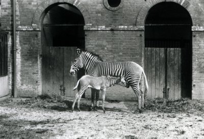 1927年8月にロンドン動物園のパドックで絶滅危惧種のGrevysImperial Zebraが4日齢の子馬に餌をあげて立っている 作： Frederick William Bond