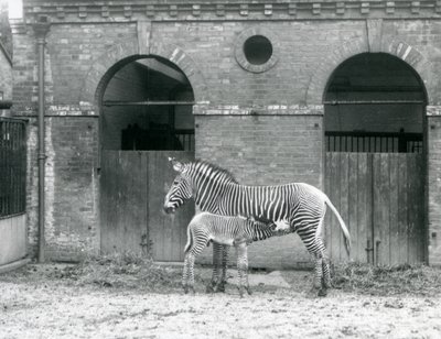 1927年にロンドン動物園のパドックで、絶滅の危機に瀕したGrevysImperial Zebraが子馬に餌をあげて立っている 作： Frederick William Bond