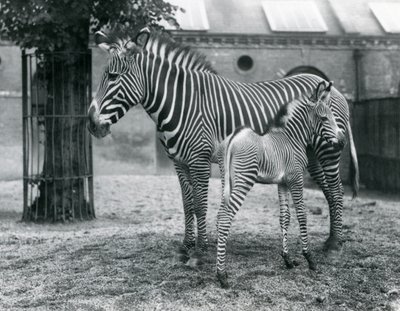 1927年8月にロンドン動物園のパドックで絶滅危惧種のGrevysImperial Zebraが4日齢の子馬と一緒に立っています。 作： Frederick William Bond