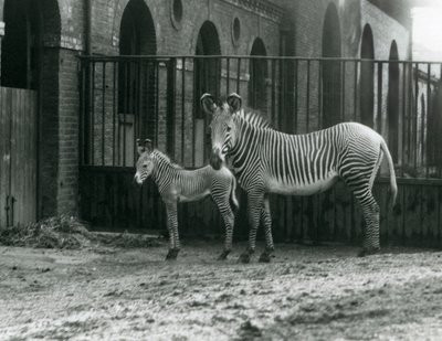 1927年8月にロンドン動物園のパドックで絶滅危惧種のGrevysImperial Zebraが4日齢の子馬と一緒に立っています。 作： Frederick William Bond