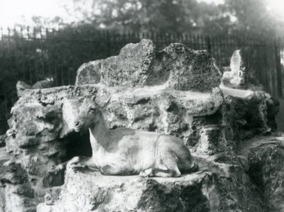 1927年8月、ロンドン動物園の岩棚で休んでいるヒマラヤアイベックス 作： Frederick William Bond