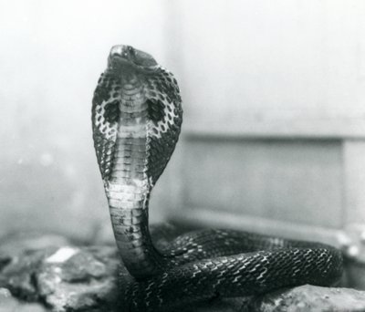 1925年10月、ロンドン動物園、頭が高く、フードがフレアになっているIndianSpectacledAsianBinocellate Cobra 作： Frederick William Bond