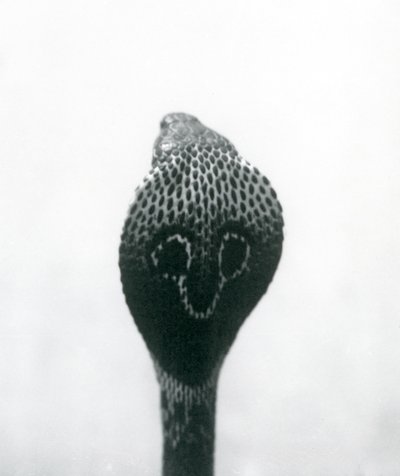 1925年10月、ロンドン動物園、頭が高く、フードがフレアになっているIndianSpectacledAsianBinocellate Cobra 作： Frederick William Bond