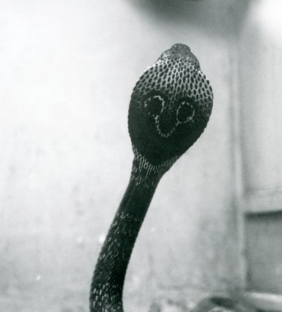 1925年10月、ロンドン動物園、頭が高く、フードがフレアになっているIndianSpectacledAsianBinocellate Cobra 作： Frederick William Bond