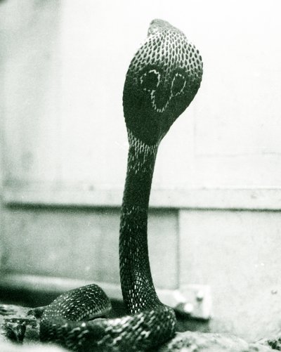 1925年10月、ロンドン動物園、頭が高く、フードがフレアになっているIndianSpectacledAsianBinocellate Cobra 作： Frederick William Bond