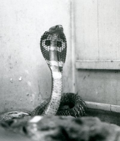 1925年10月、ロンドン動物園、頭が高く、フードがフレアになっているIndianSpectacledAsianBinocellate Cobra 作： Frederick William Bond