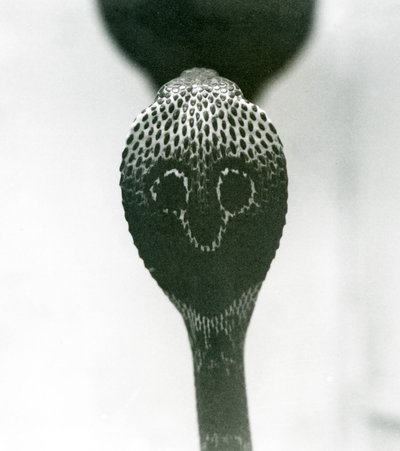 1925年10月、ロンドン動物園、頭が高く、フードがフレアになっているIndianSpectacledAsianBinocellate Cobra 作： Frederick William Bond