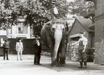 1935年8月、ロンドン動物園で飼育員が体重を測定しているインド象 作： Frederick William Bond