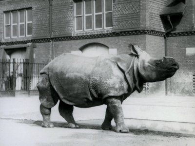 ロンドン動物園でのインディアンサイ、1927年 作： Frederick William Bond