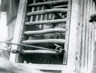 1924年、ロンドン動物園に到着したインドサイが木製の輸送箱から顔を出す（モノクロ写真 作： Frederick William Bond