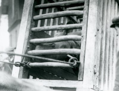 1924年にロンドン動物園に到着すると、インドのサイが木造の輸送箱を覗きます 作： Frederick William Bond