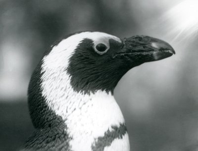 1925年9月、ロンドン動物園での大人のクロアシデジャックスアフリカンペンギン 作： Frederick William Bond