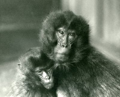 1925年1月にロンドン動物園で成人した若いジェラーダ出血ハートモンキー 作： Frederick William Bond