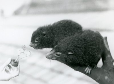 大人と若いウエスタンツリーハイラックスが枝に座って、彼らが食べるために開催されているニンジンのトップ、ロンドン動物園に寄りかかっています。 作： Frederick William Bond