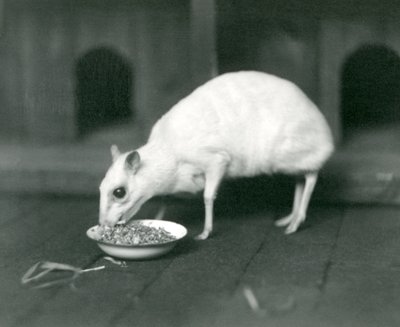 1926年にロンドン動物園でボウルから食べたアルビノジャワChevrotainJavaマウス鹿 作： Frederick William Bond